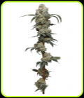Farmers Daughter - Humboldt Seed Company