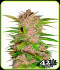 FastBerry - FastBuds