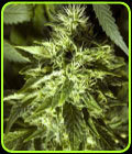 SALE - Fast Bud Outdoor - Spliff Seeds - Spliff Seeds