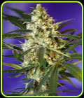 Fast Bud #2 - Sweet Seeds