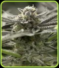 Fast Flowering OGKZ - Humboldt Seed Organisation