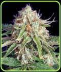 Fast Ryder II - The Bulldog Seeds