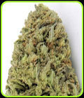 SALE - Fast and Vast Auto - Heavyweight Seeds - Heavyweight Seeds