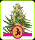 Fat Banana - Royal Queen Seeds