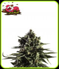 Fat Caramel Auto - Yieldmonger Seeds