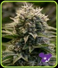 Fat Monkey Auto - Anesia Seeds