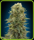 Female Mix - OO Seeds