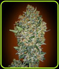Feminised Collection #1 - OO Seeds