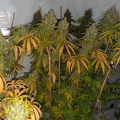 SALE - Filipina Queen - True Canna Genetics - True Canna Genetics