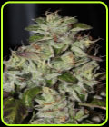 Fire Afghan Cookies - Mamiko Seeds