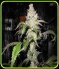 Fire Alien Kush - OG Raskal Seeds