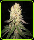 Fire Alien Master - OG Raskal Seeds