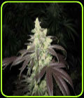 Fire Alien Romulan - OG Raskal Seeds