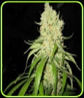 Fire Alien Strawberry - OG Raskal Seeds