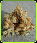 Fire Alien Urkle - OG Raskal Seeds