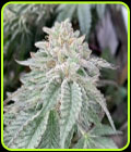 SALE - Fire Cake - Mosca Seeds - Mosca Seeds