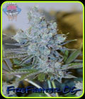 Fire Fighter OG - Dank Genetics