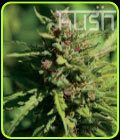 Fire Kush - Kush Cannabis Seeds