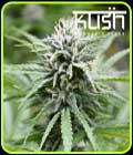 Fire Kush CBD - Kush Cannabis Seeds