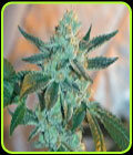 Fire OG BX3 - BC Bud Depot
