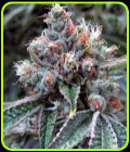 Fire OG Bx1 - OG Raskal Seeds