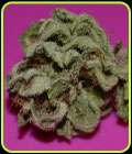 First Lady - Original Delicatessen Seeds