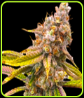 Five Alive - BSB Genetics