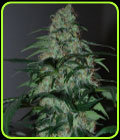 Five-O - Blackskull Seeds