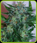Flash Babylon - Samsara Seeds