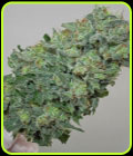 Flashberry - Mandala Seeds