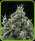 Flow - Sagarmatha Seeds