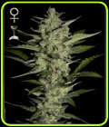Flowerbomb Kush - Strain Hunters