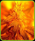 Fondue - Delta 9 Labs Seeds
