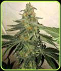 Forbidden Fruit Cake - The Plug Seedbank