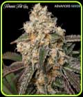 Forbidden Fruit Cake - Advanced Seeds