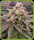 Forbidden Fruit Fast Flowering - Humboldt Seed Organisation