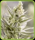 Forbidden Runtz Double XL Auto - Growers Choice