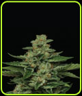 Fortune Cookie - Humboldt Seed Company