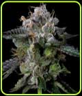 Four Prophets - DNA Genetics Seeds