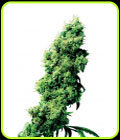 Four Way - Sensi Seeds