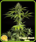Fraggle Skunk Auto - Philosopher Seeds