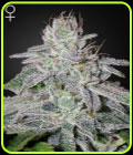 Franco's Lemon Cheese - Green House Seeds