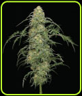 Freakshow - Humboldt Seed Company