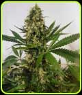 Freedom Haze - Freedom of Seeds