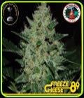 Freeze Cheese '89 - Big Buddha Seeds