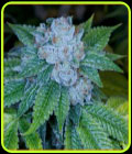 French Bread - Archive Seeds