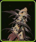 French Cookies - TH Seeds