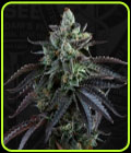 French Macaron Autoflowering - TH Seeds