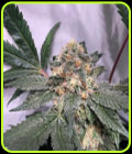 Fresh Biscotti - Cannarado Genetics