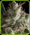 Fresh Candy - Pyramid Seeds
